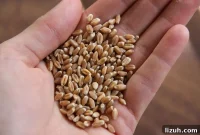 How to Mill Your Own Flour: Essential Tips and Equipment