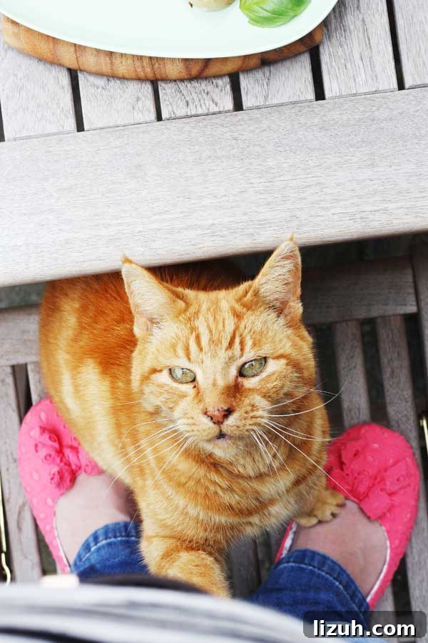 Slow-Roasted Tomato and Ricotta Bruschetta Recipe 7 A ginger cat with green eyes sitting under a table.