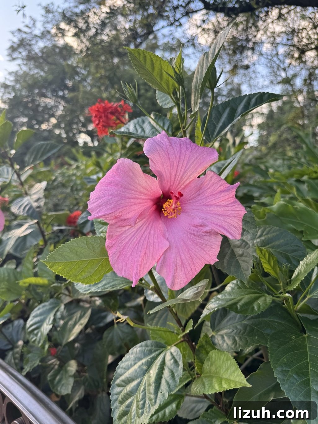 A pink flower