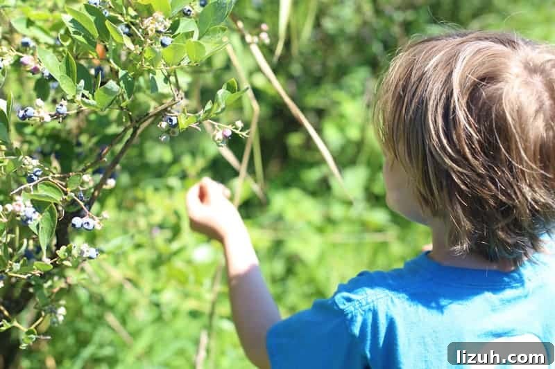 Blueberry Bourbon Glazed Baby Back Ribs Recipe 3 Blueberry Picking in Oregon at Bella Organic Farm