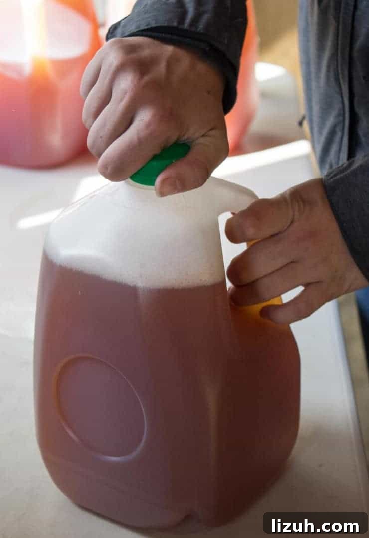Placing a lid on a jug of fresh pressed cider.