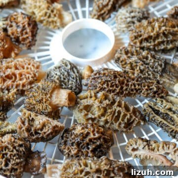 Morel mushrooms on a dehydrator rack.