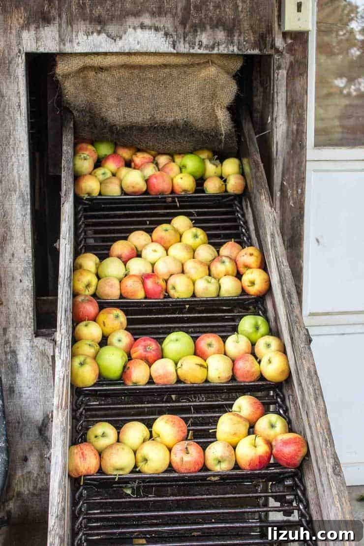 A ladder moving apples into the press.