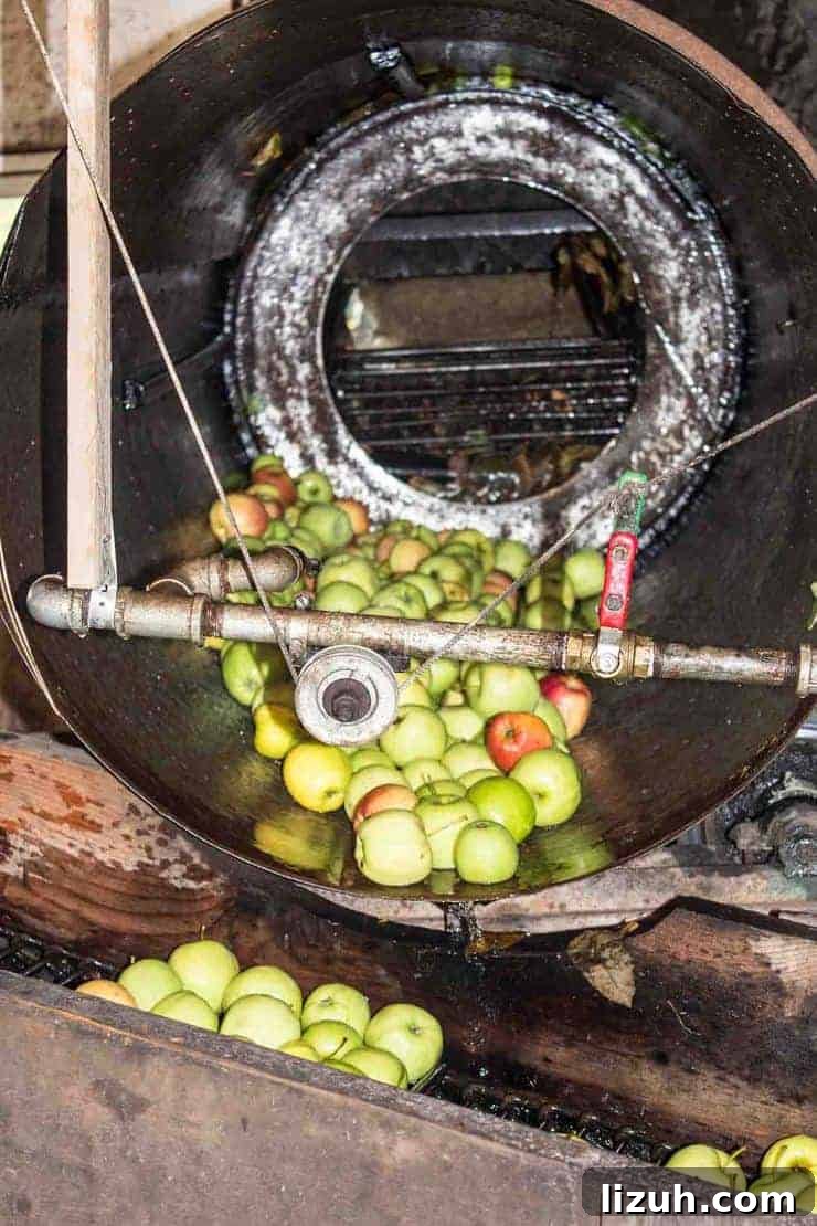 Apples in a large drum and then falling onto a conveyor belt.