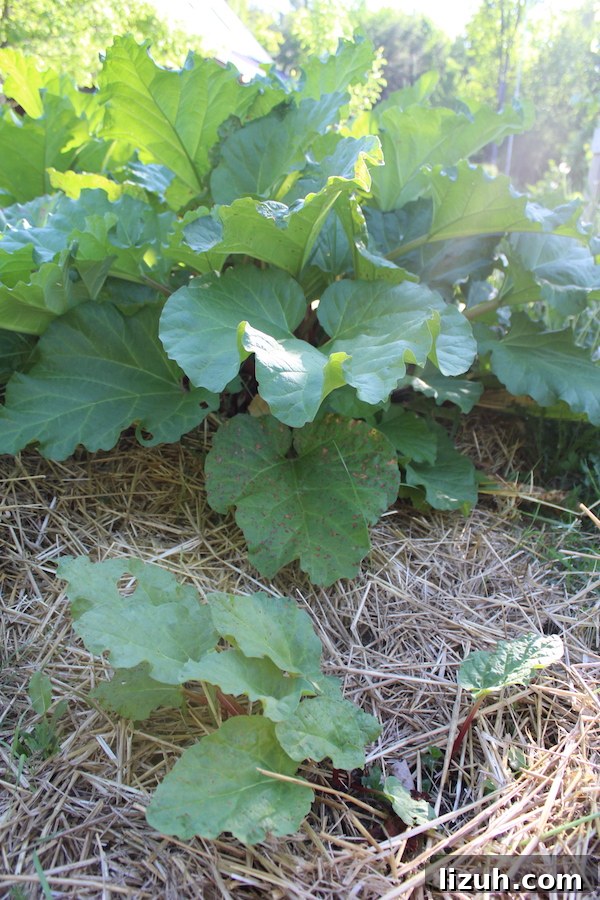 Young one year old seedling rhubarb (front) next to an established 10+ year old crown.