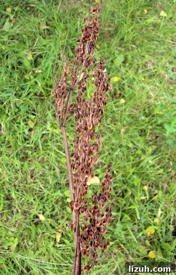 Rhubarb seed head with ripe seed