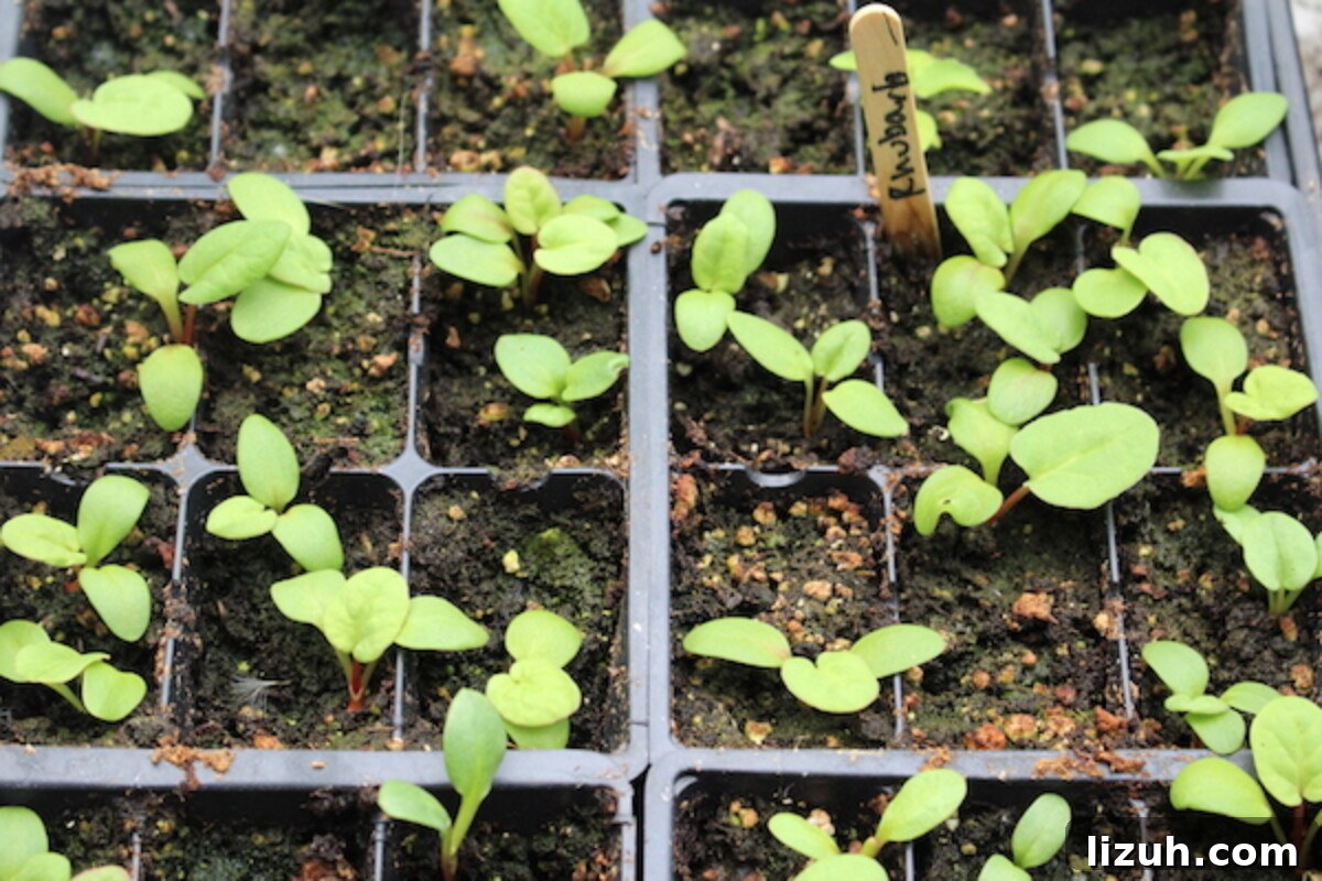 A Tray of young rhubarb seedlings, started from seed a few weeks earlier.