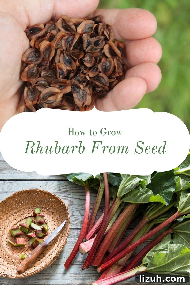 How to Grow Rhubarb from Seed ~ While rhubarb is often propagated from root divisions, growing rhubarb from seed is a much more economical method.  Many commercial rhubarb plants available from nursery catalogs are just seedlings grown out for a year or two.  If you're patient, it's easy enough to grow hundreds of rhubarb seedlings for the price of one nursery rhubarb plant. #rhubarb #growingrhubarb #gardening #organicgardening #foodgardening #howtogrow #vegetablegardening #gardeningtips #homesteading #homestead #selfreliant
