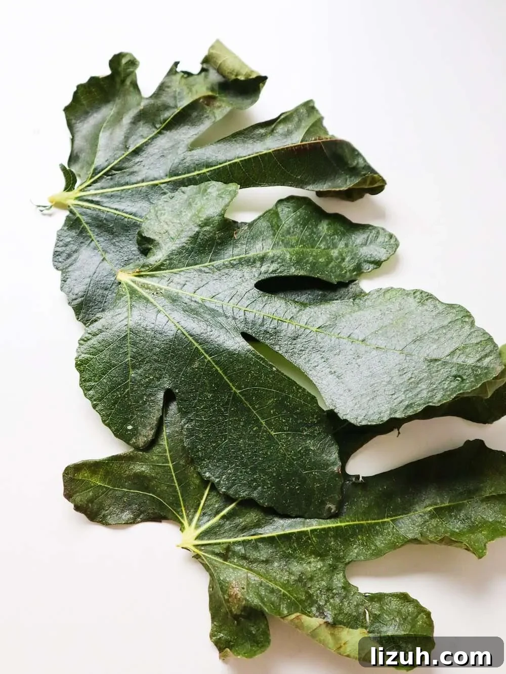 fig leaves