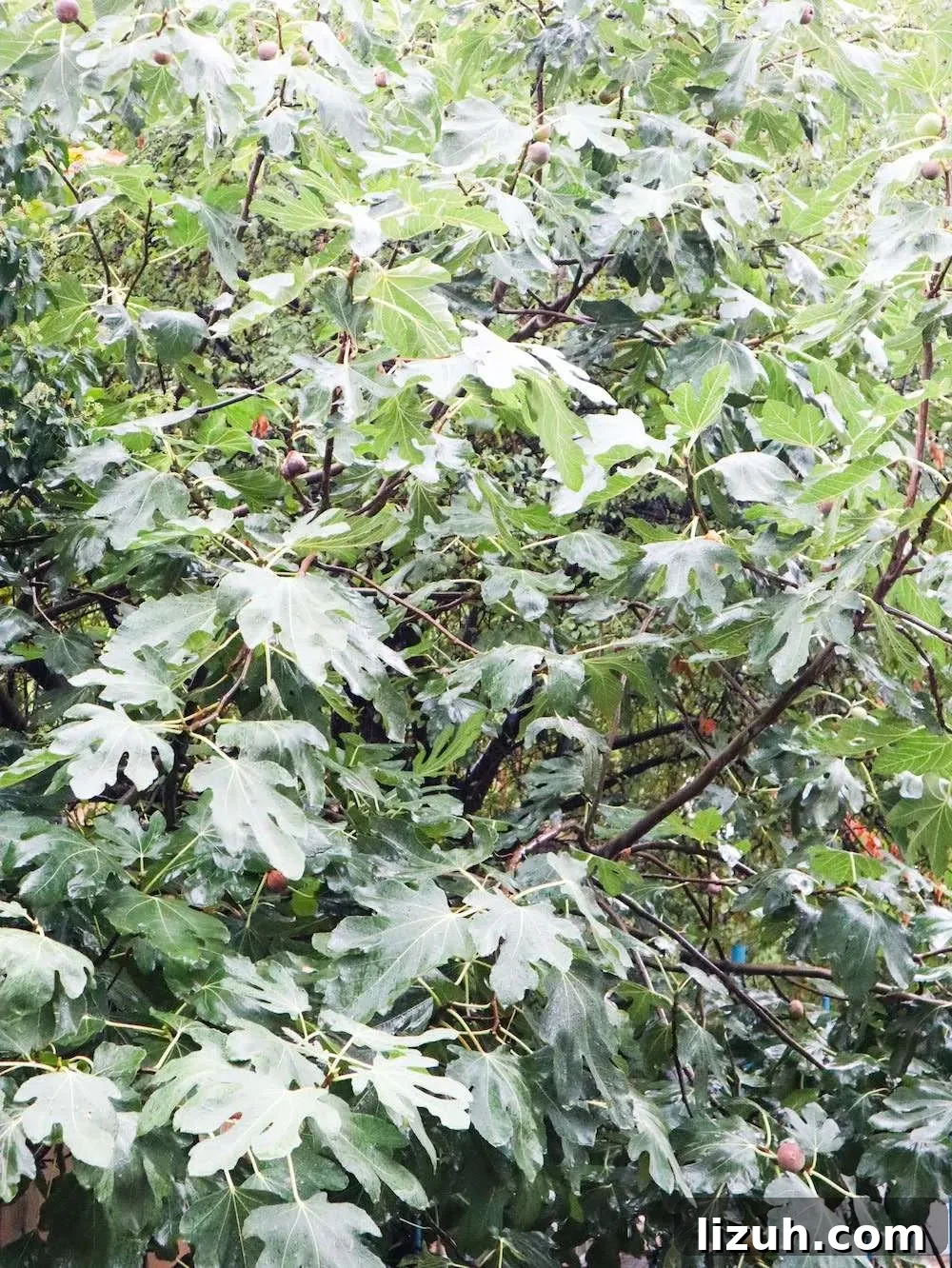fig tree